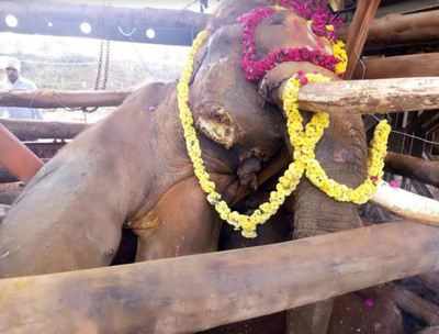 Sidda, injured elephant, dies after a long battle