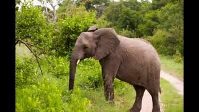 Elephants trample youth to death