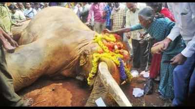 Huge outpouring of grief for Sidda; villagers bid him teary-eyed farewell