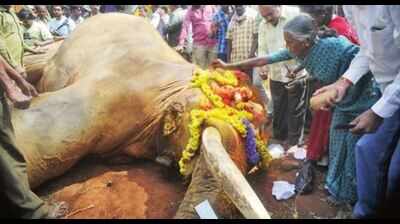 Huge outpouring of grief for Sidda; villagers bid him teary-eyed farewell