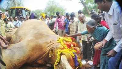 After a prolonged battle, Sidda the elephant succumbs to injuries