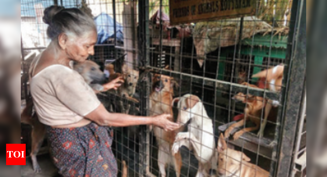 Dogged pursuit of shelter in hard times | Thiruvananthapuram News - Times  of India