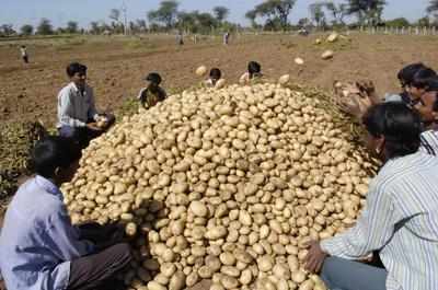 Potato prices drop as cold storages clear stock