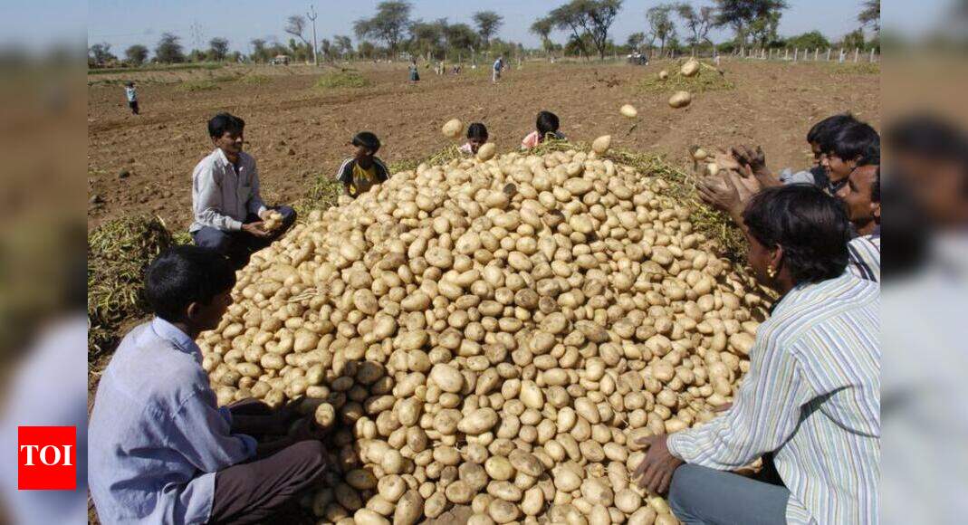 Potato prices drop as cold storages clear stock Ahmedabad News