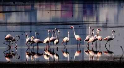 Power lines kill 18 flamingoes in Gujarat