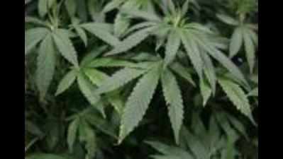 Mumbai drug circuit high on Telangana cannabis crop