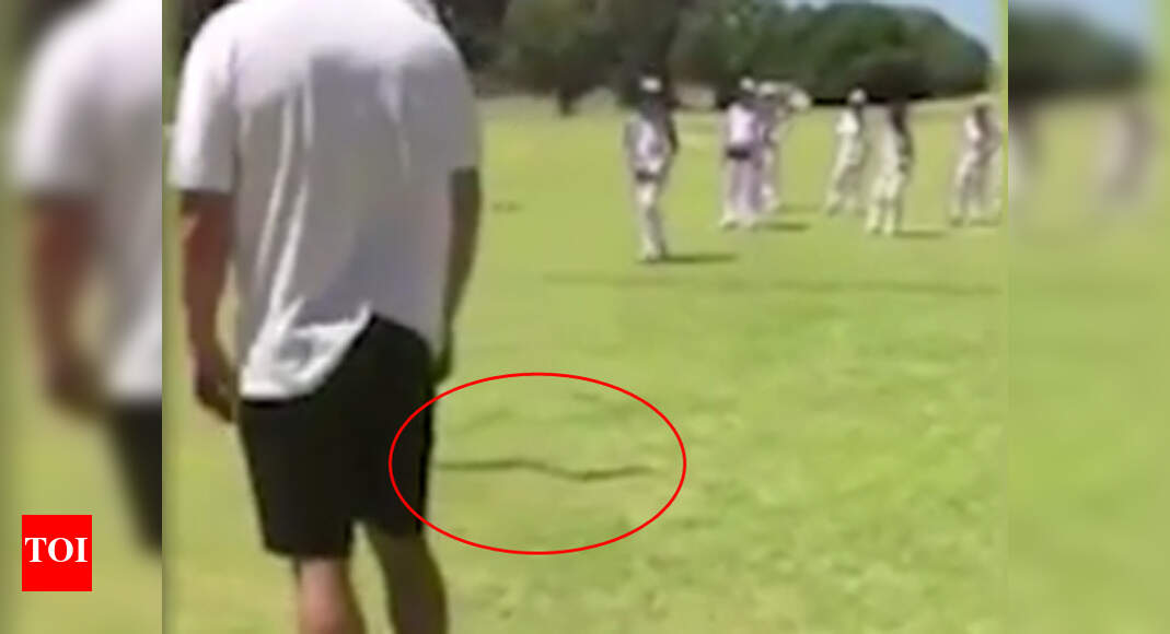 Animal Pitch Invasion Cricket Pitch invasion Venomous snake decides