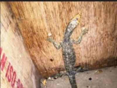 Monitor lizards seized from flat in Jogeshwari | Mumbai News - Times of  India