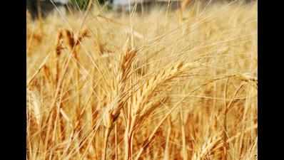 Uttarakhand may record 7% dip in wheat yield, say agricultural scientists