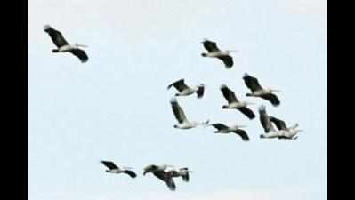 90 bird species recorded in Benog sanctaury