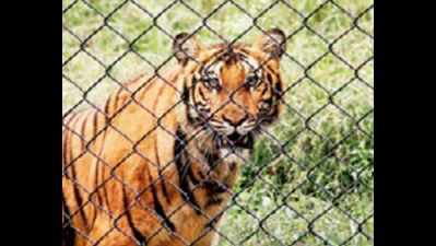 Nehru zoo gets Bengal tigress in animal exchange programme