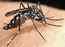 Malaria killed more than dengue, chikungunya