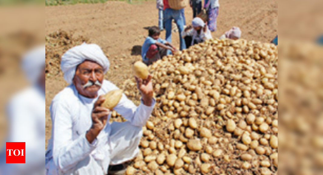 Gujarat Set To Receive Potato: Gujarat set to receive potato, coriander ...