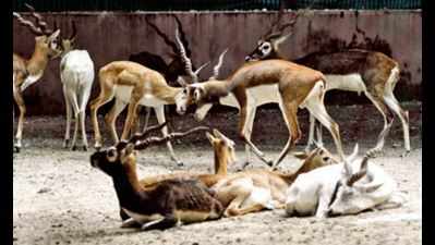 Soon, 17 new rescue wards for antelopes in Jodhpur