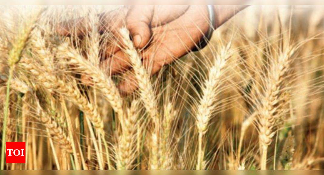 4-rabi-crops-to-be-covered-under-insurance-scheme-chandigarh-news