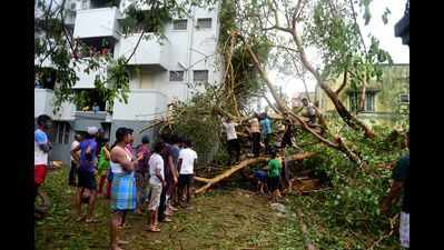 Chennai Corporation identifies 54 open grounds to dump tree debris
