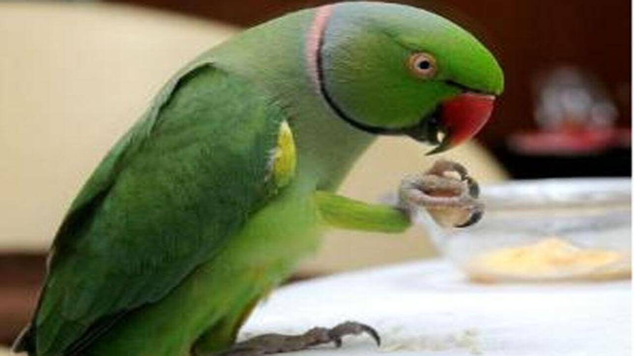 Hill 2024 parrot food