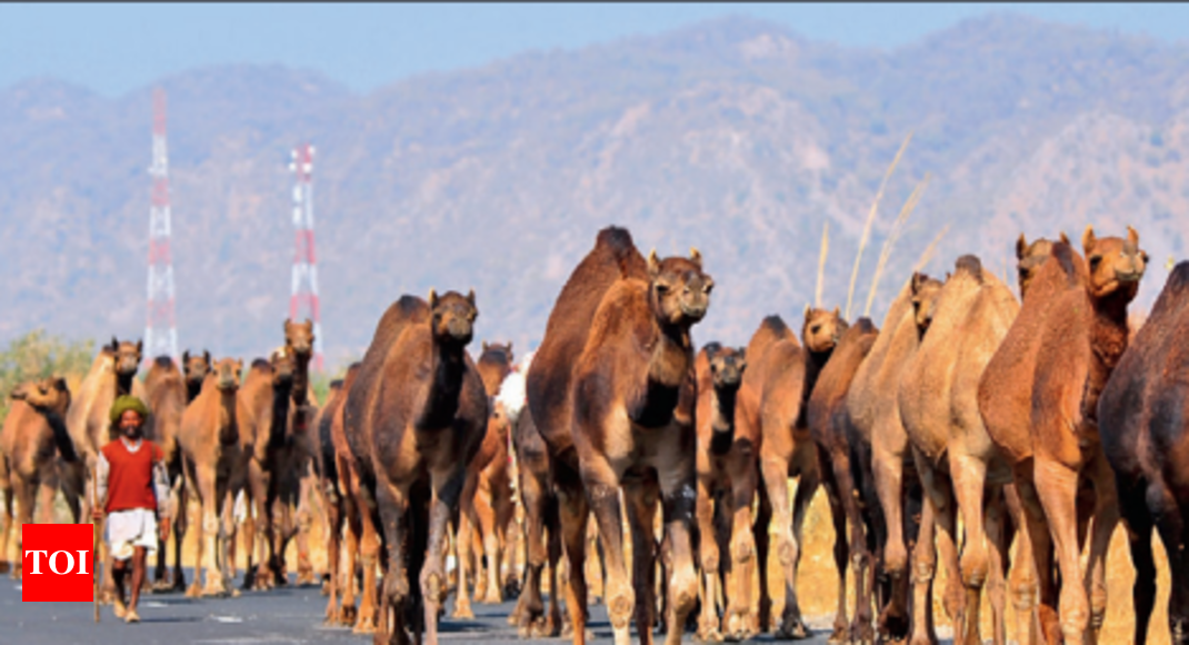 Camel population dwindles due to smuggling: Camel population dwindles