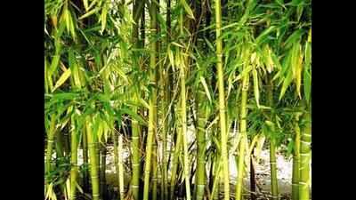 Illegal bamboo trade on the rise in AP