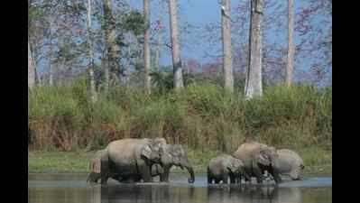 Herd of 60 elephants enjoys a dip in lake near Krishnagiri