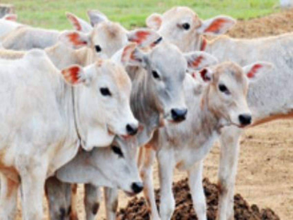 jersey cow meaning in hindi