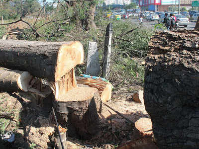 Modi government cuts MSP of seven minor forest produce items