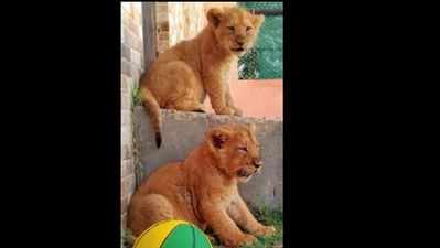 CM Akhilesh Yadav, Dimple Yadav name Etawah Safari lion cubs as Sultan and Simba