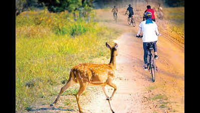 Wildlife sightings, spectacular view make Gorewada cycle safari a favourite morning adda of youth