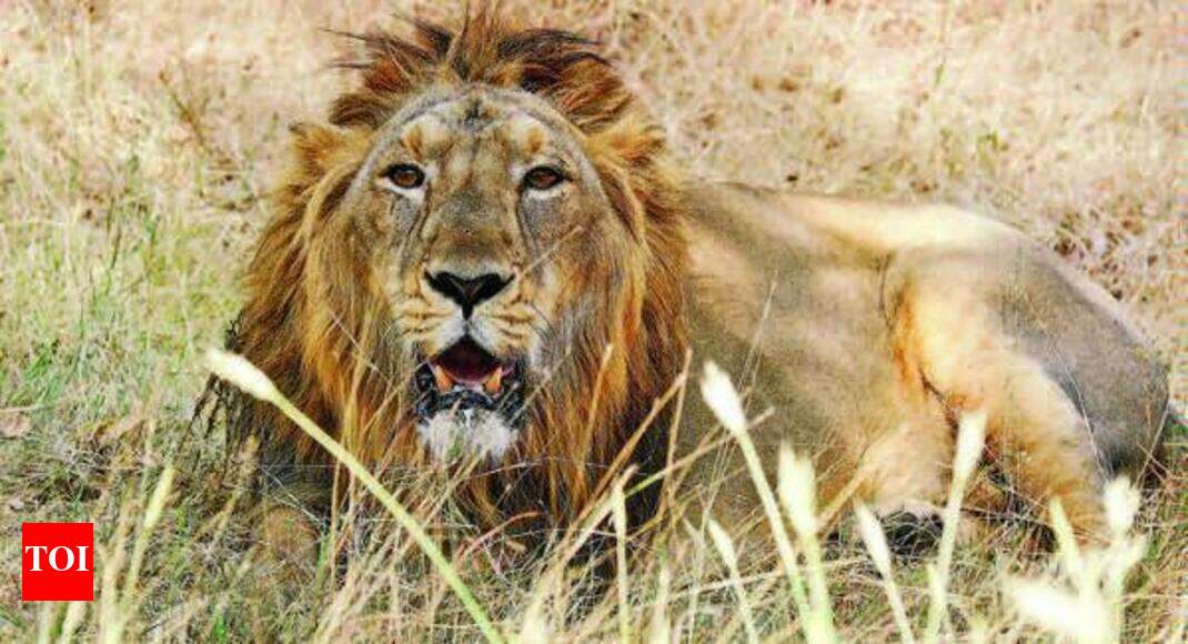 Lions hounded again by canine distemper Ahmedabad News Times of India