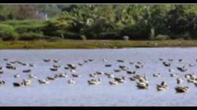 Migratory birds pick a new home, flock to Haveri lake this winter