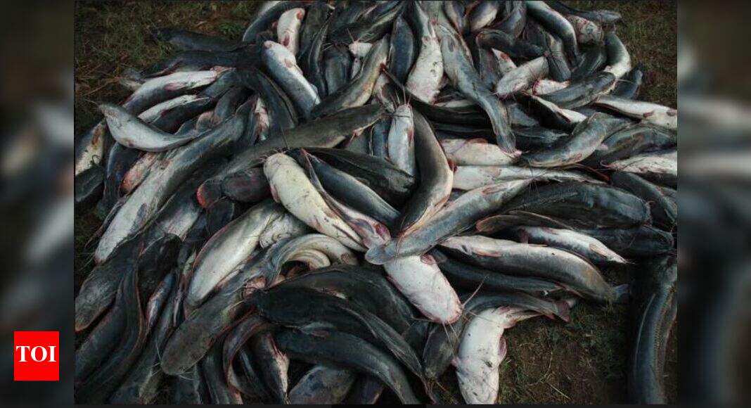 African Catfish: Now, a 10-year project to rid Keoladeo of African ...