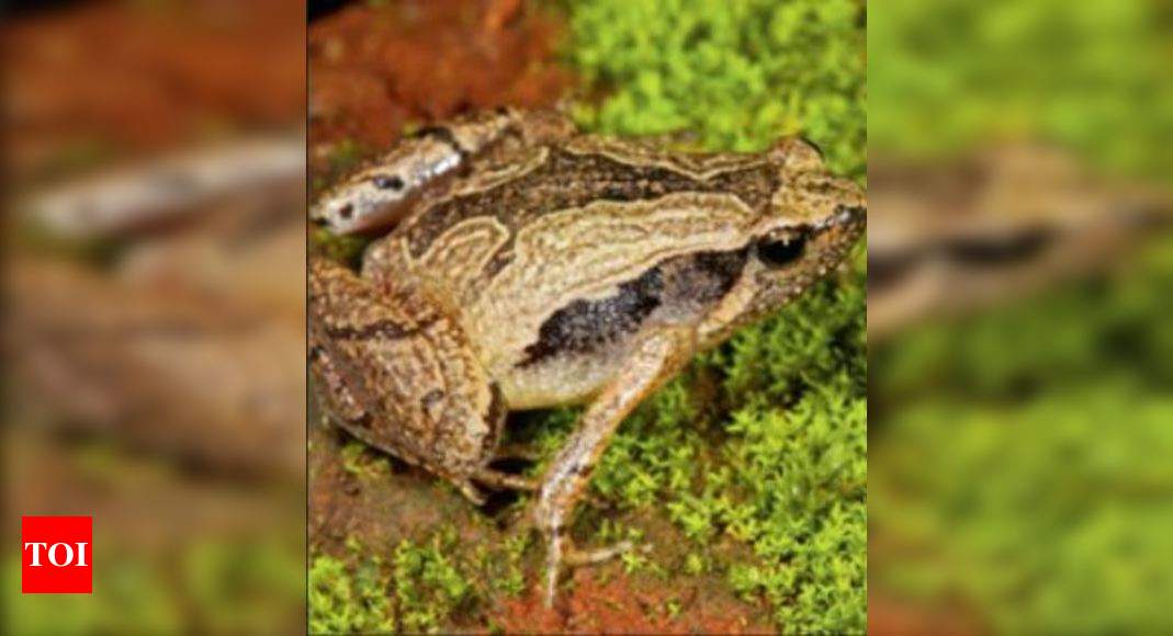 Citizens, researchers stumble upon rare frog | Bengaluru News - Times