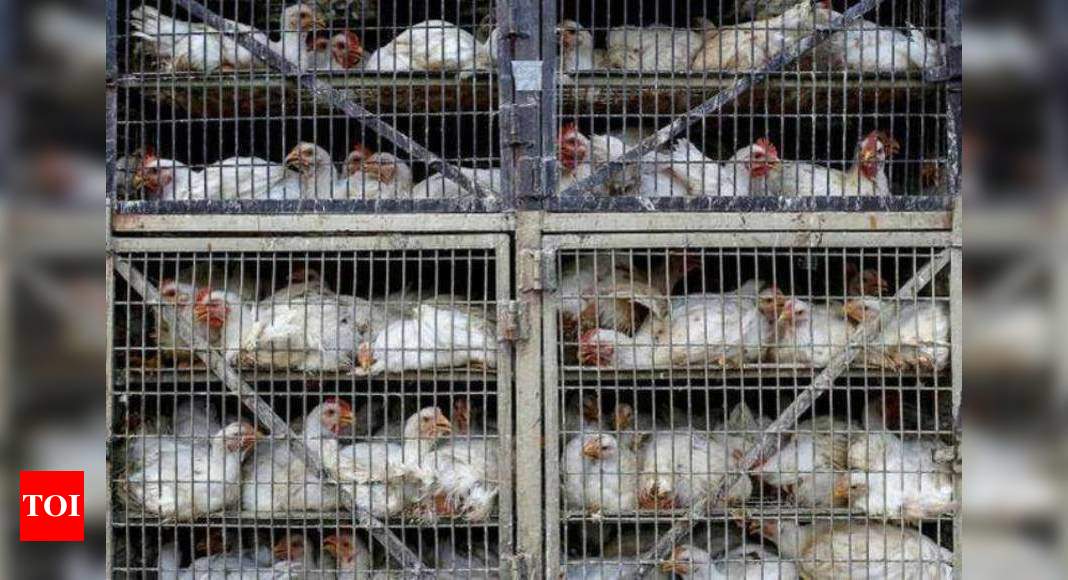 Bird flu returns to Odisha's Keranga after 4 years, mass culling of