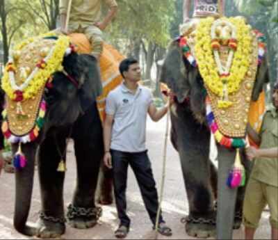 ‘Rowdy’ Ranga may be tamed, prepared for Dasara festivities | Bengaluru ...