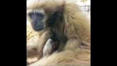 In a first, western hoolock gibbon born at Delhi zoo