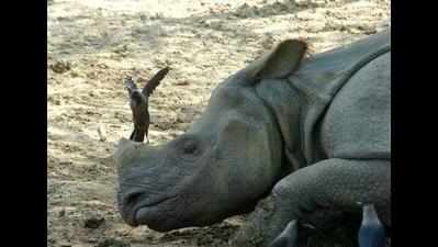 Stray rhino spotted in Sitapur