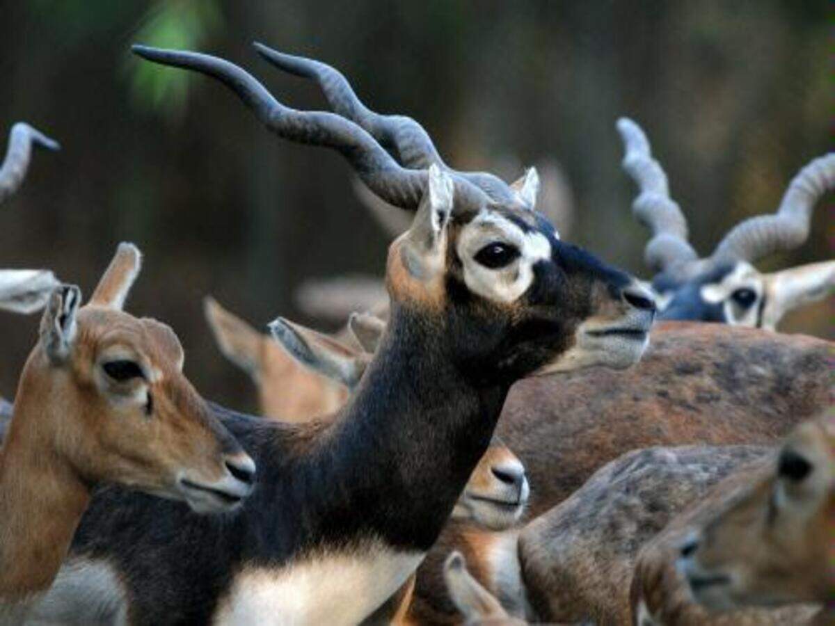 Animals Birds Being Poached In Littel Rann Of Kutch Rajkot News Times Of India