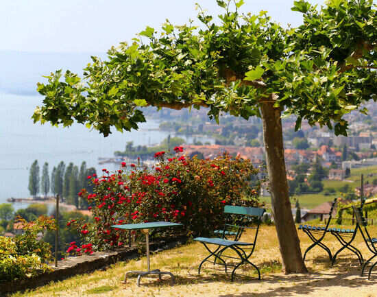 Lavaux Vineyard Terraces