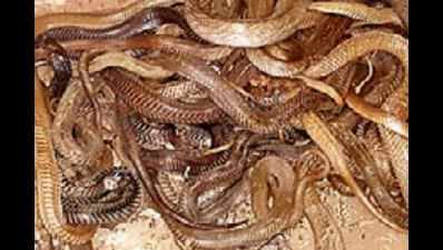 Family of four lived with 31 cobras, 41 Russell's vipers in Pune's Chakan flat