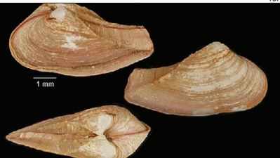 Kochi bivalve clam gets new identity