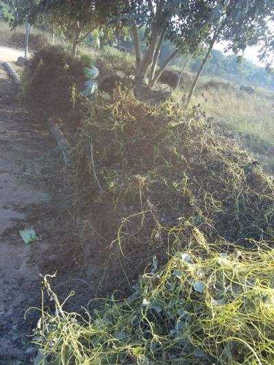 Parasite destroys hedges in Dwarka park