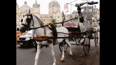 Victoria carriages plying on Mumbai roads without licenses, finds PETA