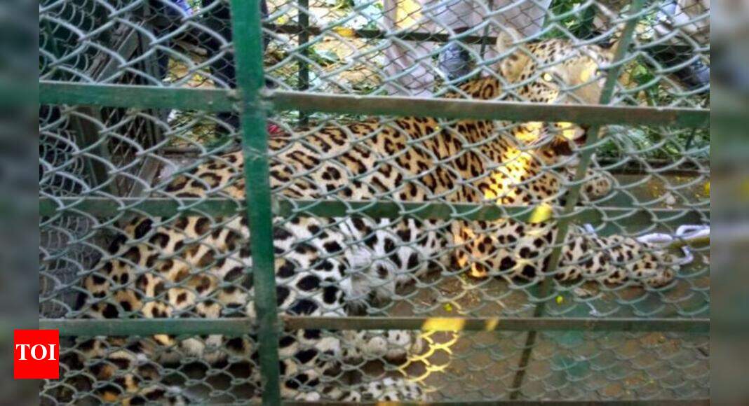 LEOPARD RESCUED: Leopard strays into village, climbs tree, rescued ...