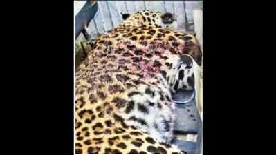 Is this the longest leopard in India?