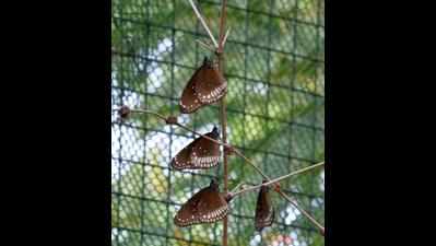 Butterfly park in zoo reopens again