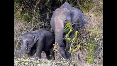 Locals hold forest officials captive as elephants attack village