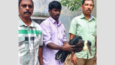 Rare woolly-necked stork rescued