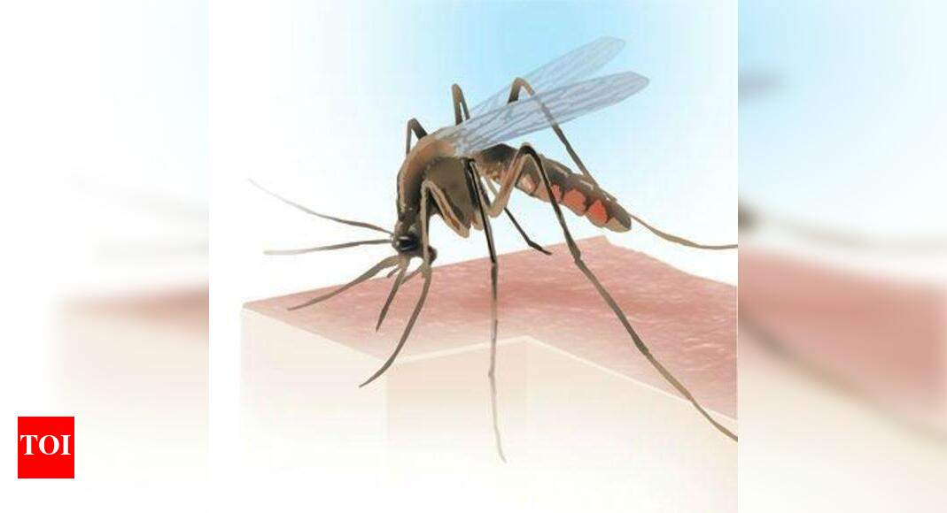 Dengue grips Jodhpur, Pratapgarh down with malaria Health data