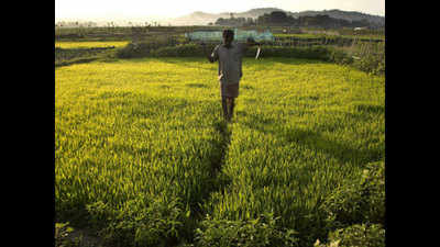 Centre extends deadline for rabi crop insurance till January 10