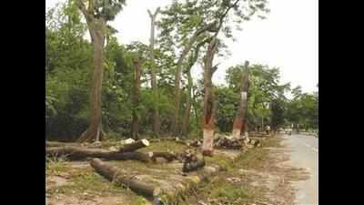 Corporation invites bids for fallen trees